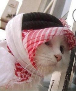 annemi kedi almaya nasıl ikna ederim