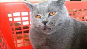 cins kedi