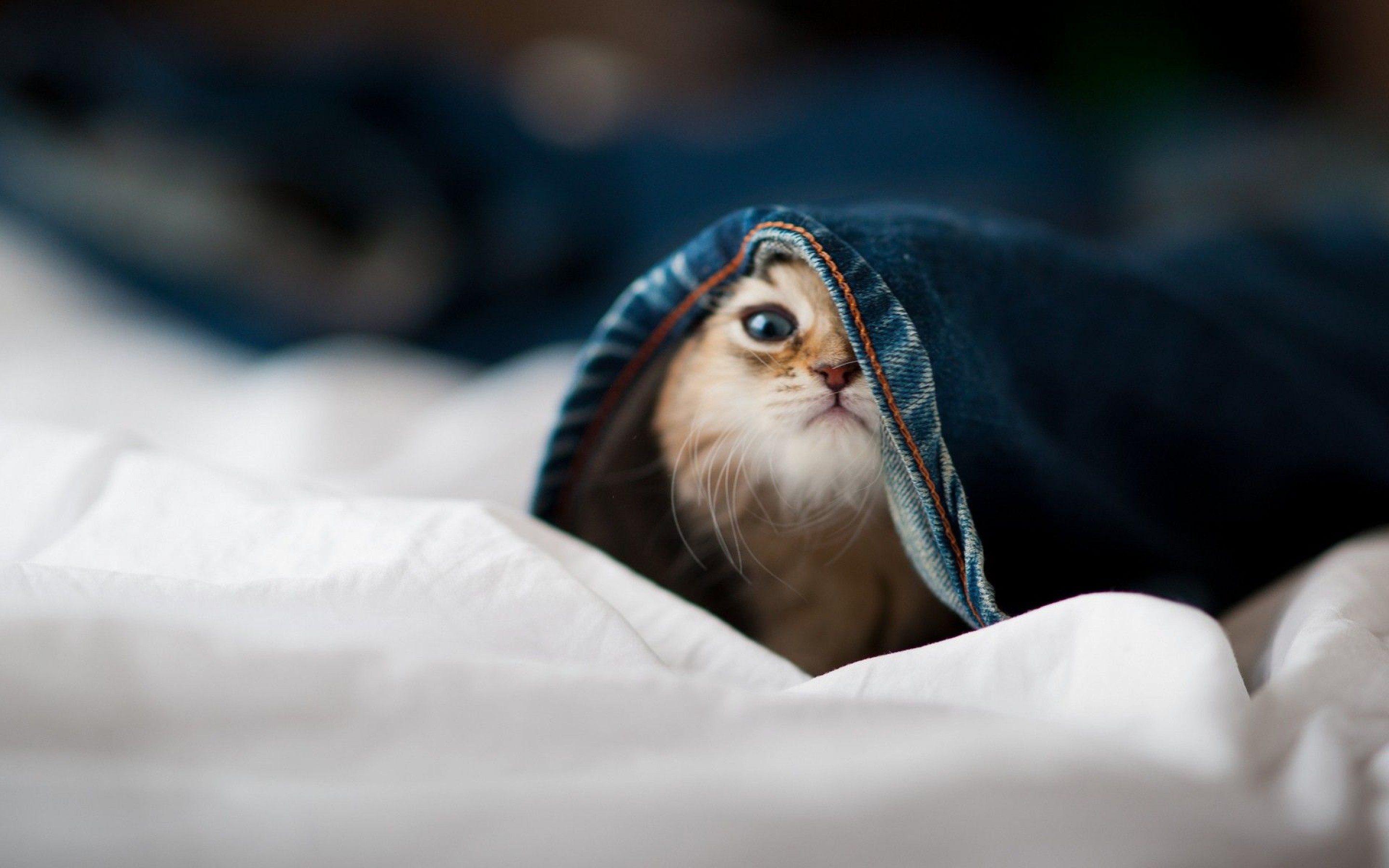 Kedilerde Kısırlaştırma Hakkında Her Şey, Kedi Kısırlaştırma
