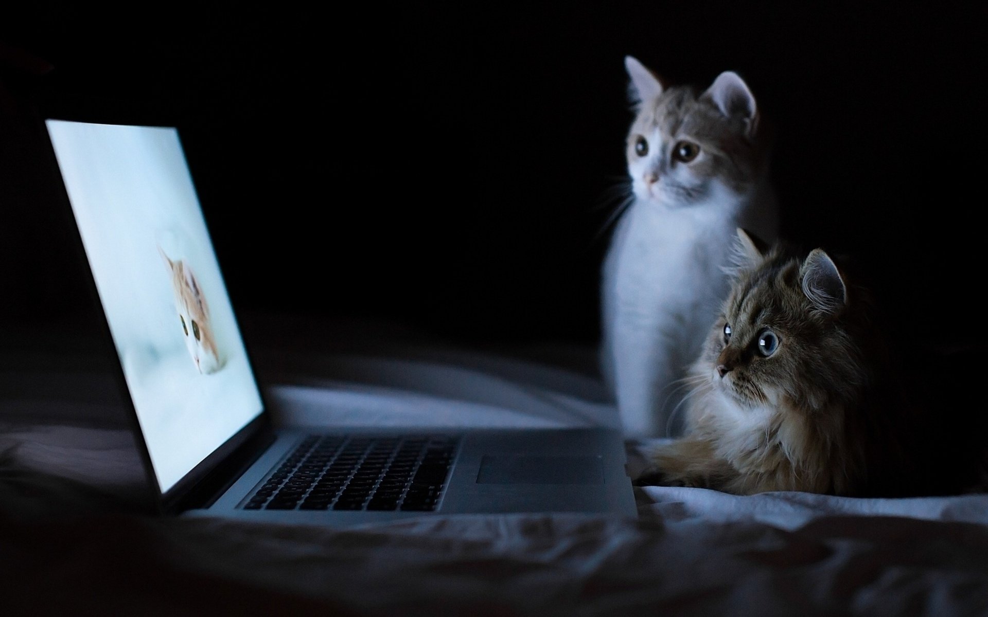 Kedi Sahiplenmeye Hazır Mıyım ?