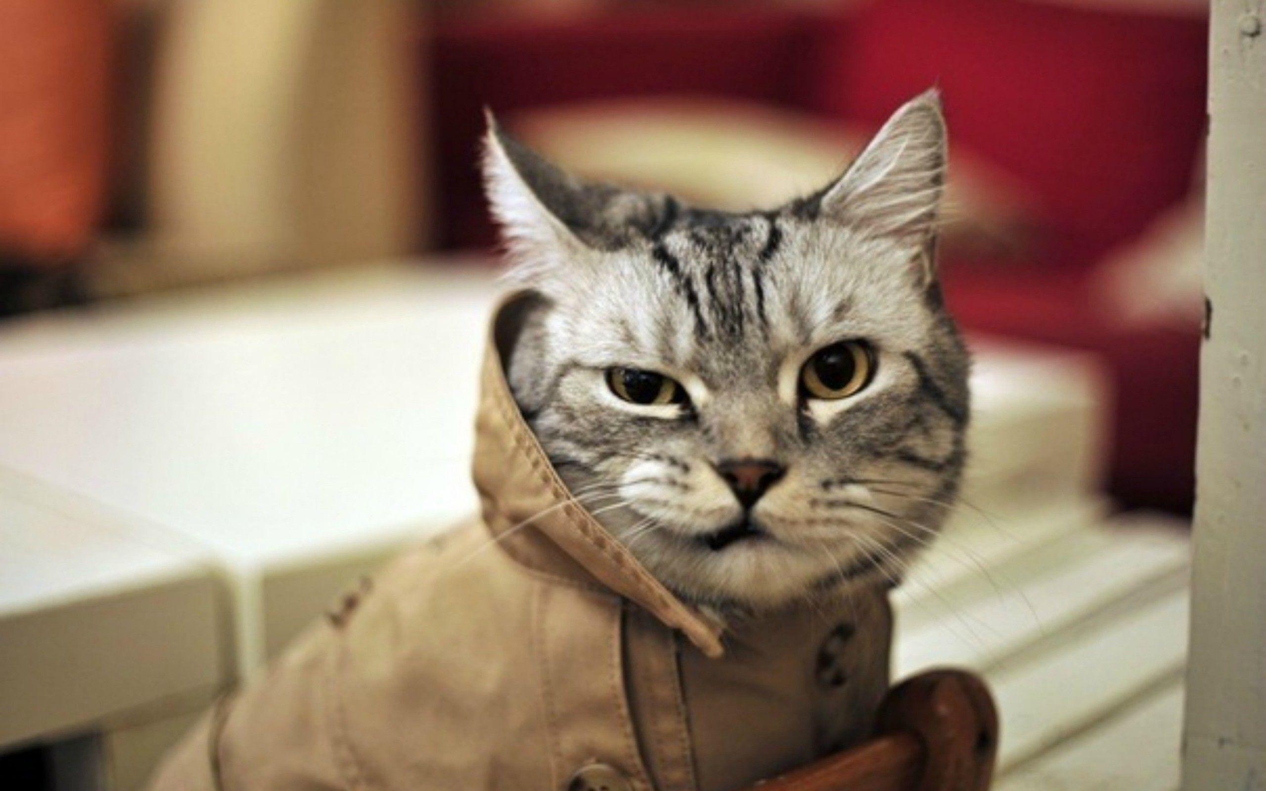 Aileyi Kedi Almaya İkna Etmek - Kedi Alma Garantili