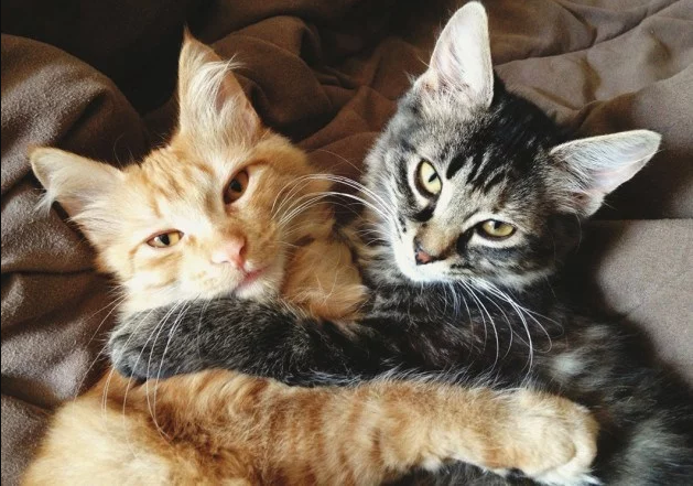 Kedilerde Kızgınlık Dönemi Nasıl Atlatılır? Kızışan Kedi Nasıl Sakinleştirilir?
