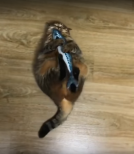 kedi-oyuncakları