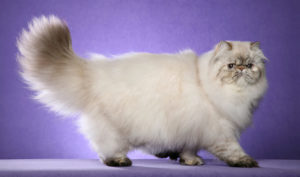 iran kedisi chinchilla