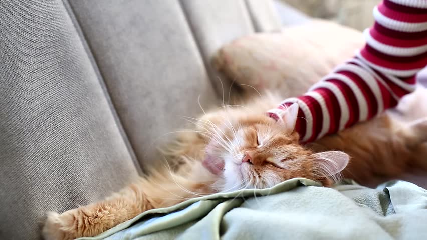 Evde Kedi Beslemek - Evde Kedi Bakımı