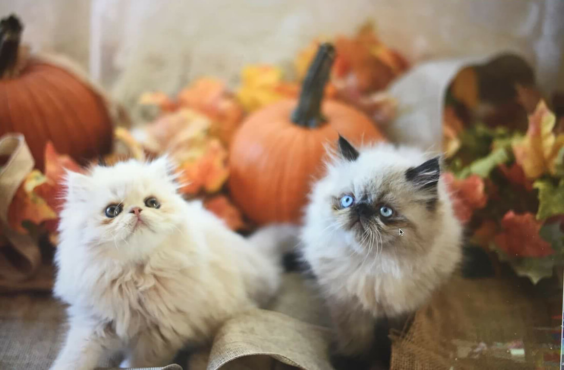 Cattery Türkiye - Şecereli Kedi Yetiştiriciliği