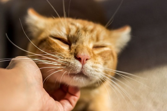 Kedi Aknesi - Çene Altı Siyah Noktalar