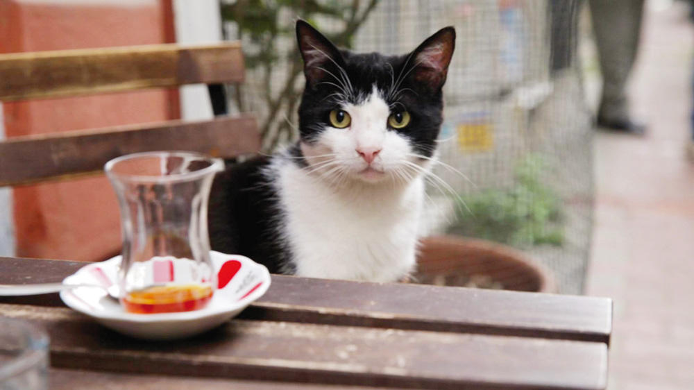 Sokakta Apartman Ve Çevresinde Kedi Beslemek Suç Mu?