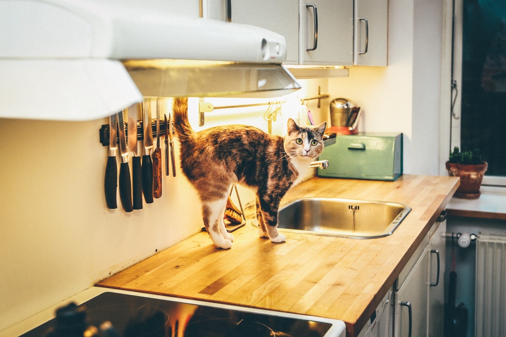 Çiğ Kedi Maması Tarifi - Evde Çiğ Kedi Maması Hazırlamak