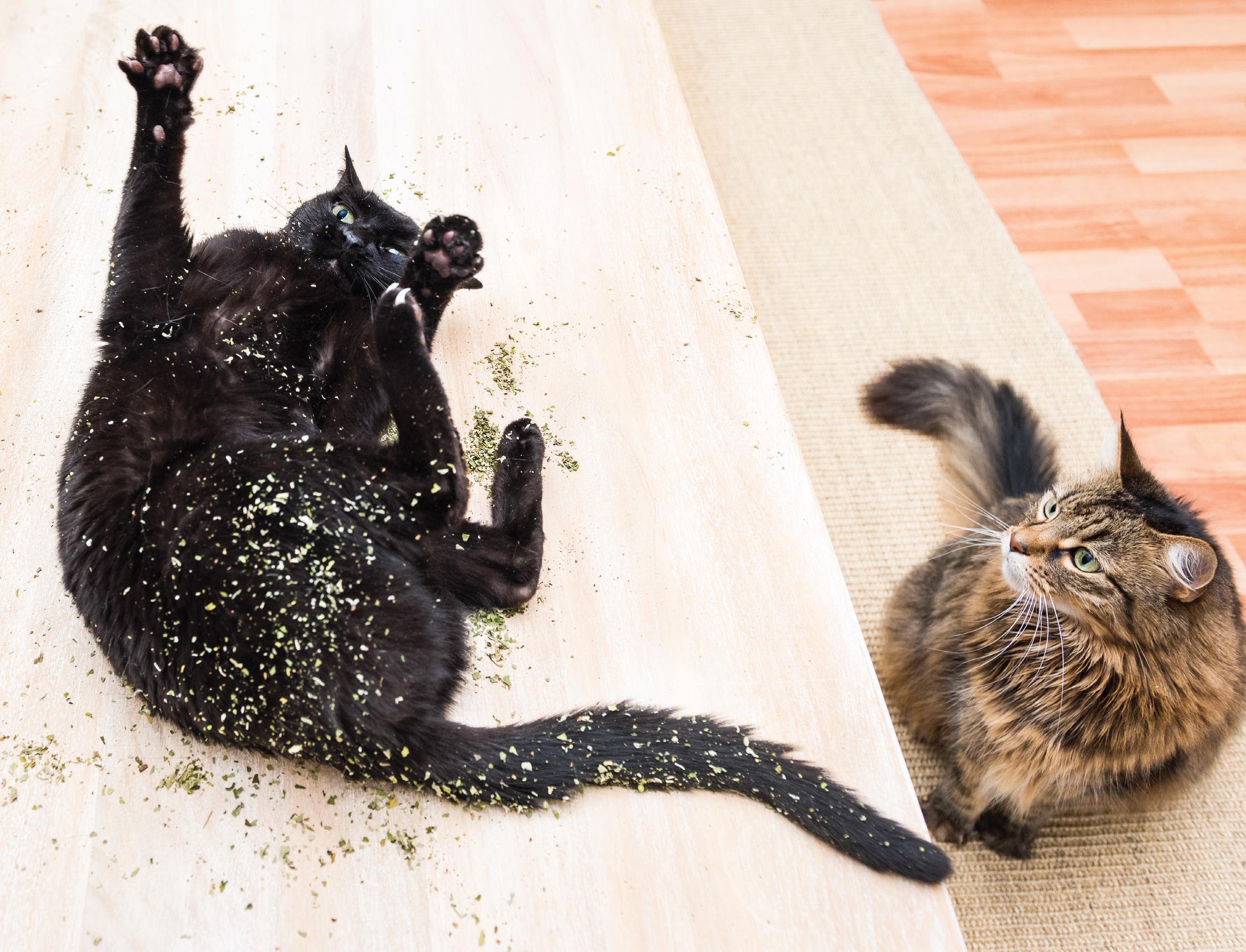 Kedi Nanesi Nedir? Ne İşe Yarar?