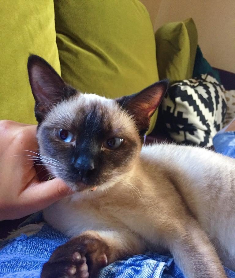 Dişi Kedi Kısırlaştırma - Müjgan'ın Kısırlaştırma Süreci