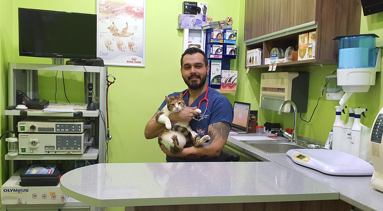 Scottish Fold Kediler Ve Tüm Özellikleri, Bakımı
