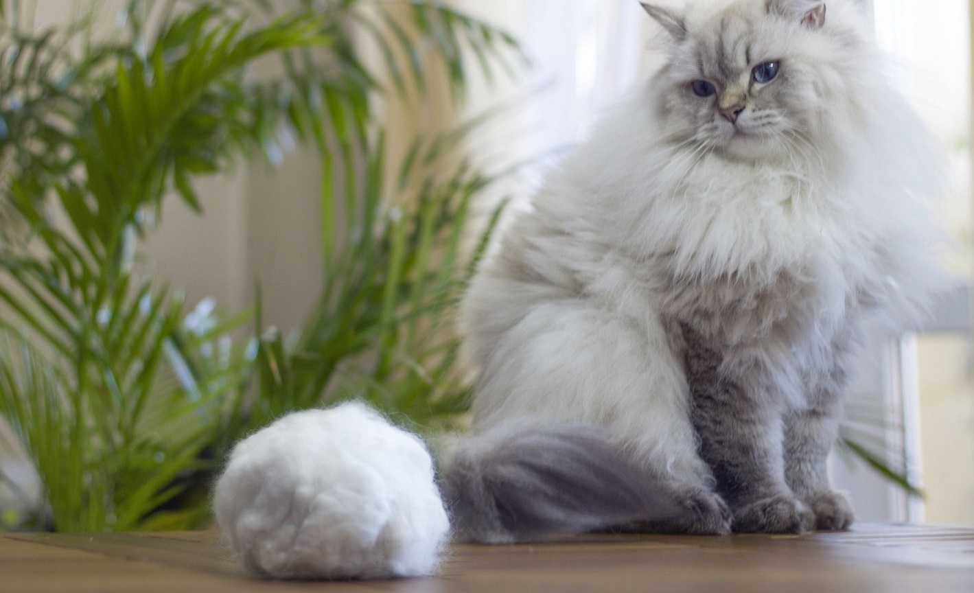 Kedi Malt Macunu İncelemeleri - En İyi Kedi Maltı