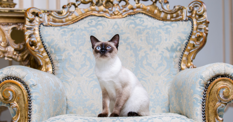 Kedi Bakım Masrafları 2021 - Aylık ve Yıllık Maliyet