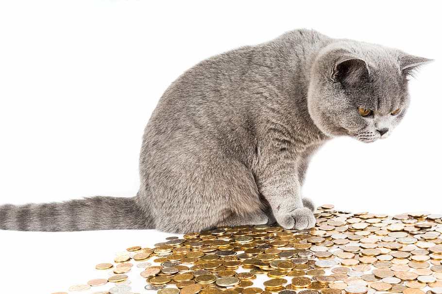 Kedi Aşı Fiyatları 2022 - Veteriner Muayene Ücretleri