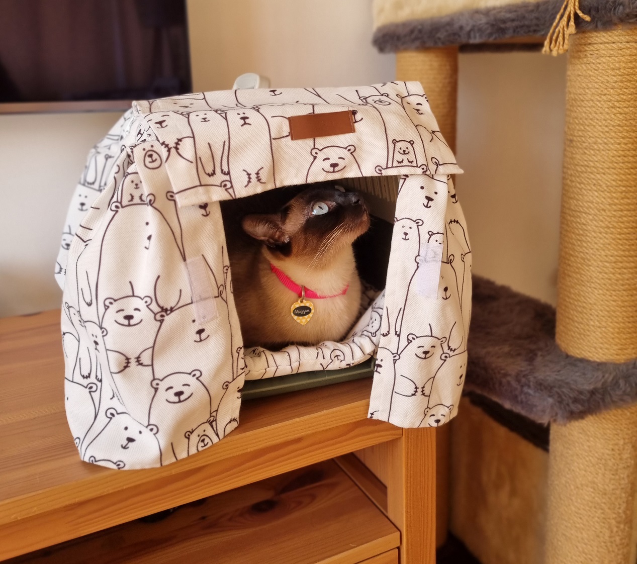 Kedi Taşıma Çantasına Nasıl Alıştırılır?