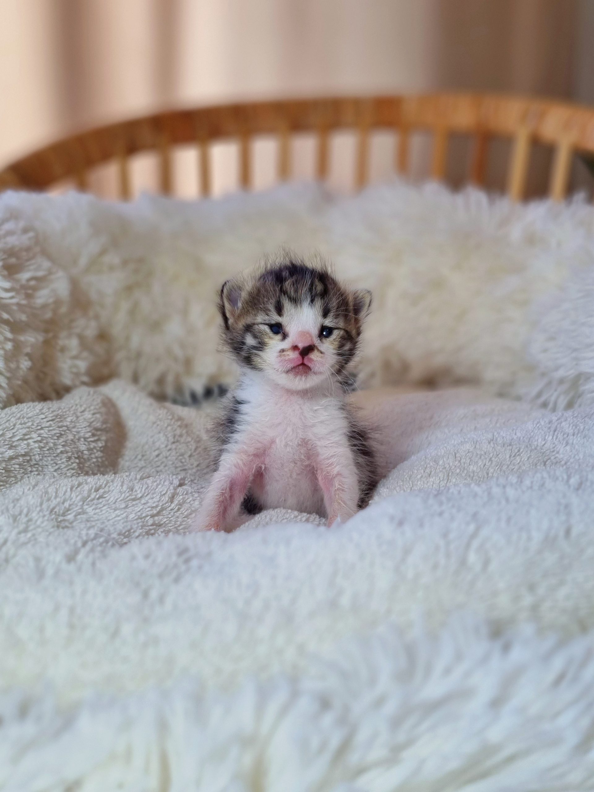 En İyi Yavru Kedi Süt Tozu Hangisi? Bebek Kedi Maması