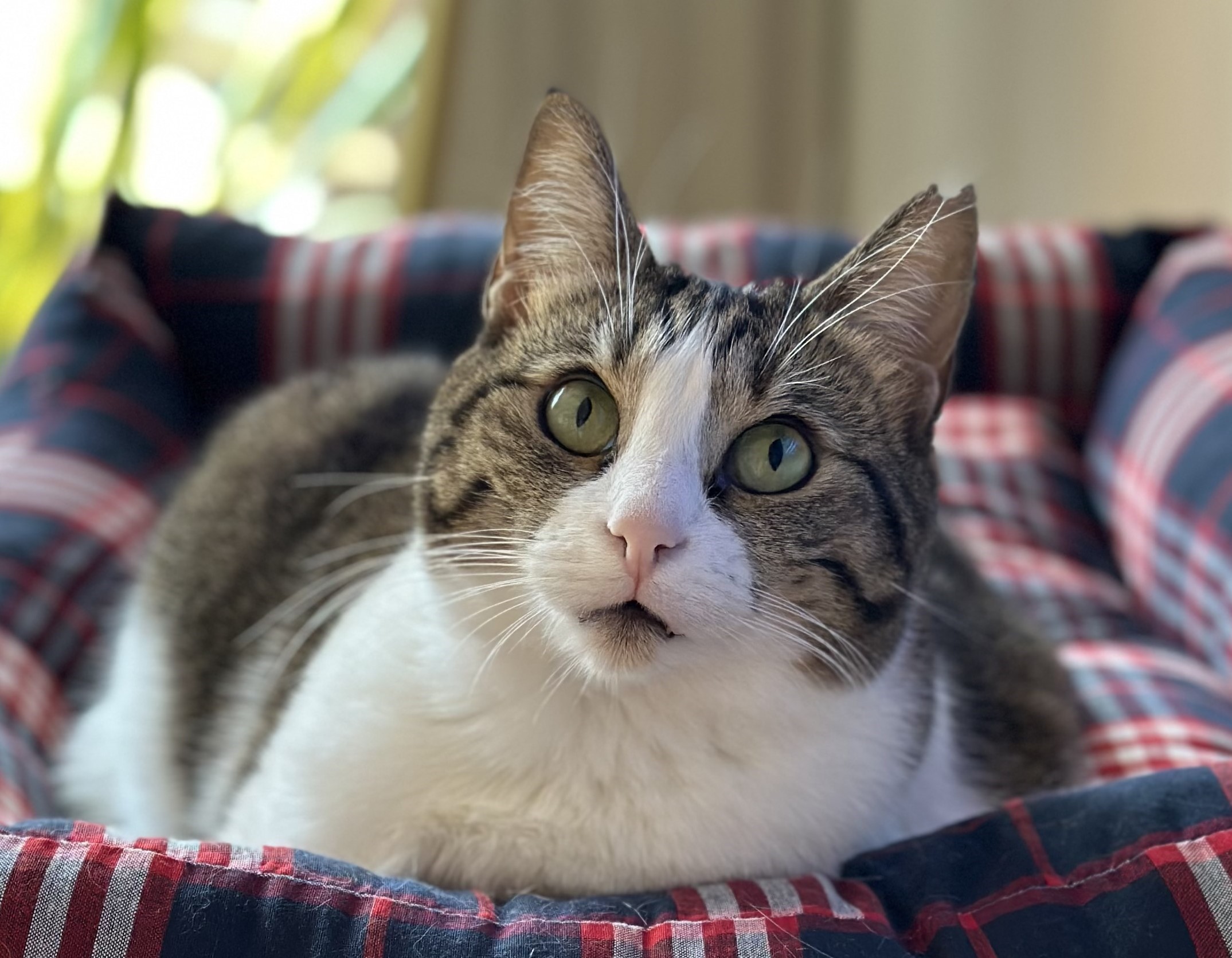 Kedi Aşı Fiyatları 2025 - Bir Kedinin Yıllık Veteriner Masrafları
