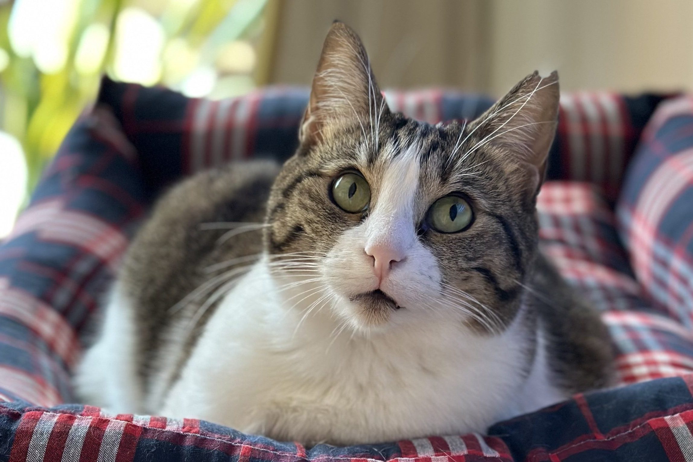 Kedi Aşı Fiyatları 2023 - Bir Kedinin Yıllık Veteriner Masrafları