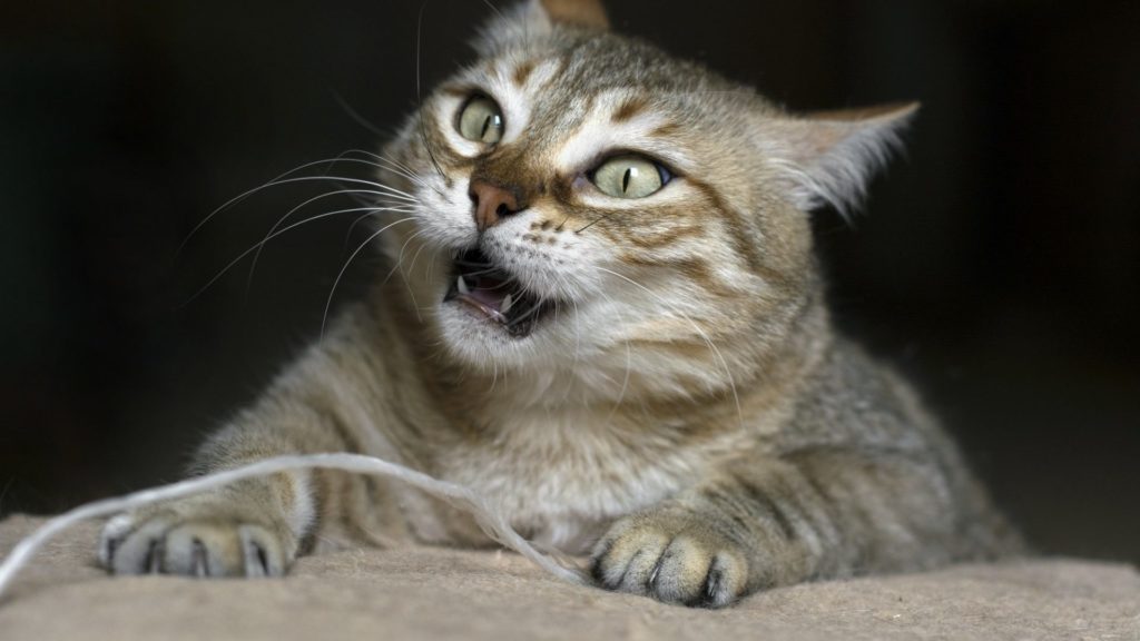 Kedim Kızgınlık Dönemine Mi Girdi?