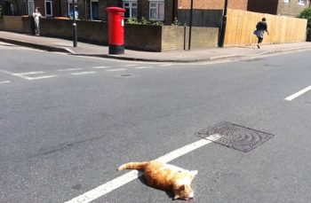 ev kedisi sokakta yasayabilir mi kedimi sokaga biraktim suzionline