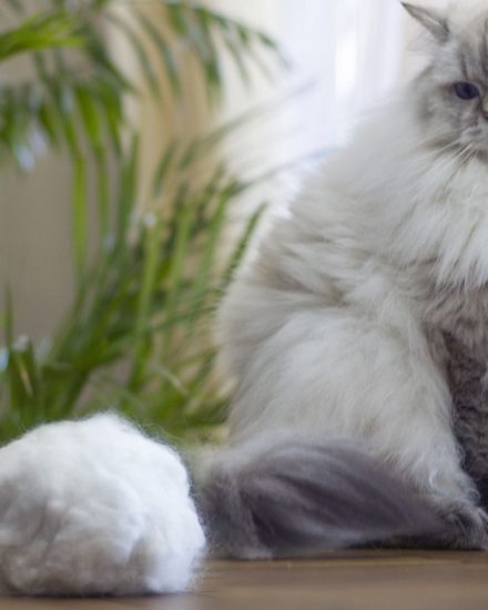 Kedi Malt Macunu İncelemeleri – En İyi Kedi Maltı