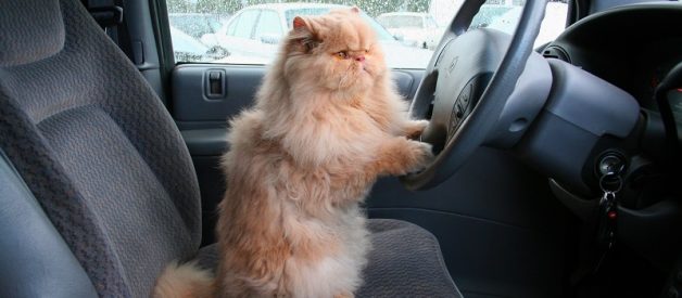 Kedi İle Araba Yolculuğu – Dikkat Edilmesi Gerekenler